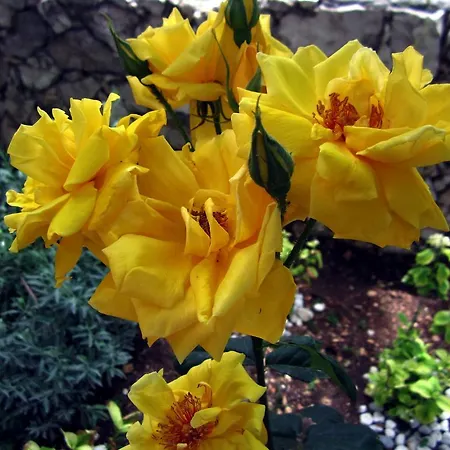 Tulip ヴィラ Uzumlu (Mediterranean)