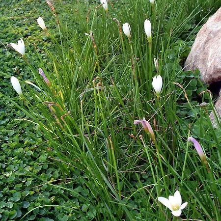 Tulip *