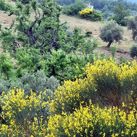 Tulip * Uzumlu (Mediterranean)